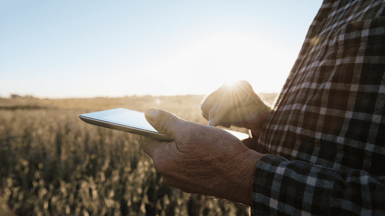 Close-up of a person wearing a plaid shirt using a tablet outdoors in a field, with sunlight flaring in the background.