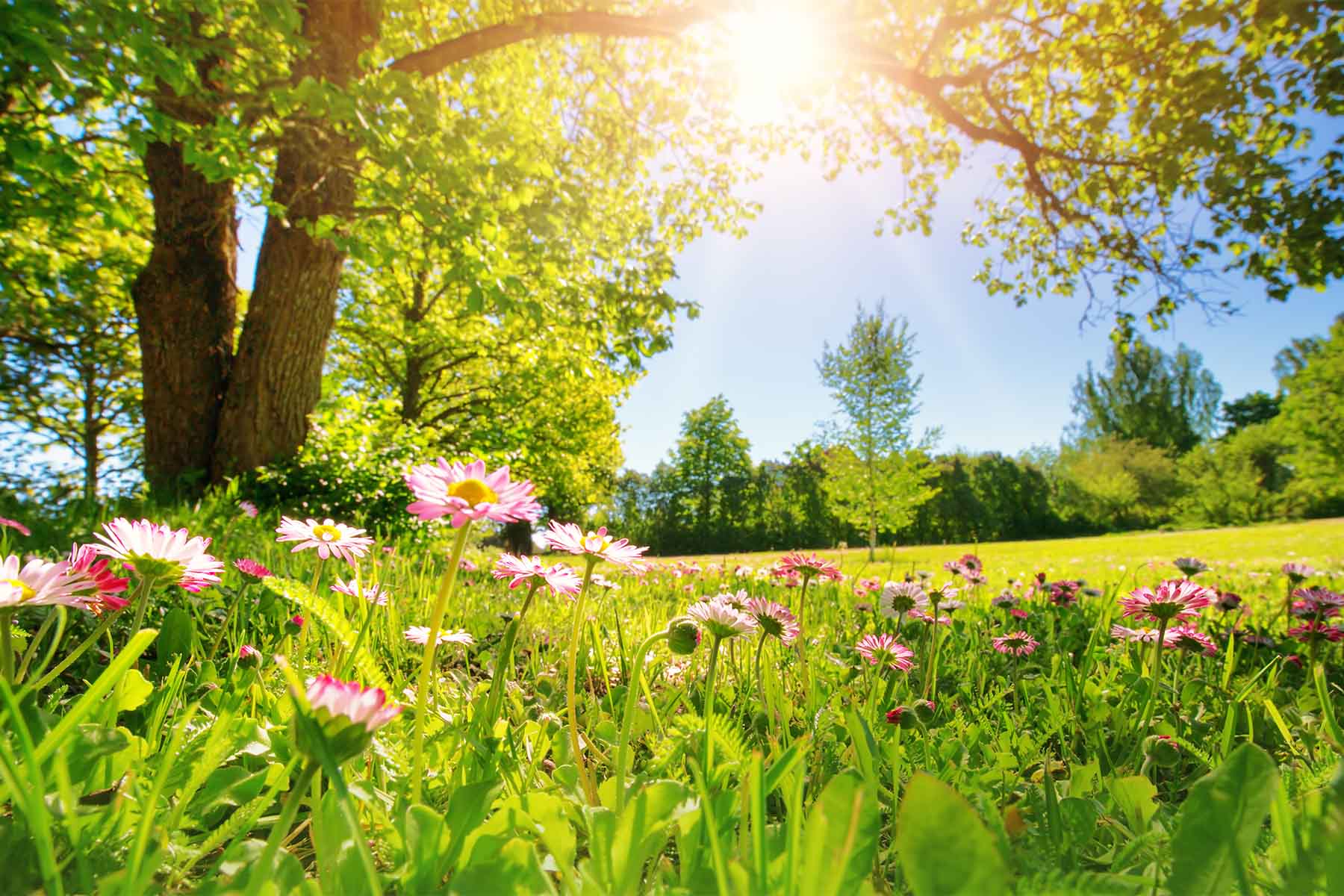 Spring meadow with pink wildflowers, green grass, and sunlight filtering through tree branches.