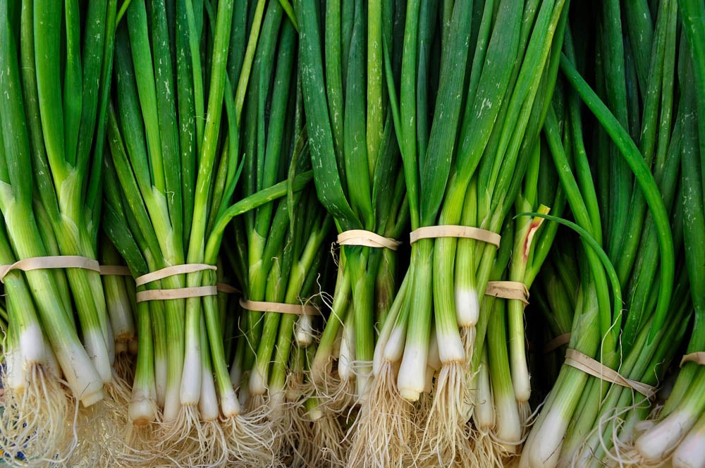Bundles of fresh green onions with rubber bands, roots visible, arranged vertically.