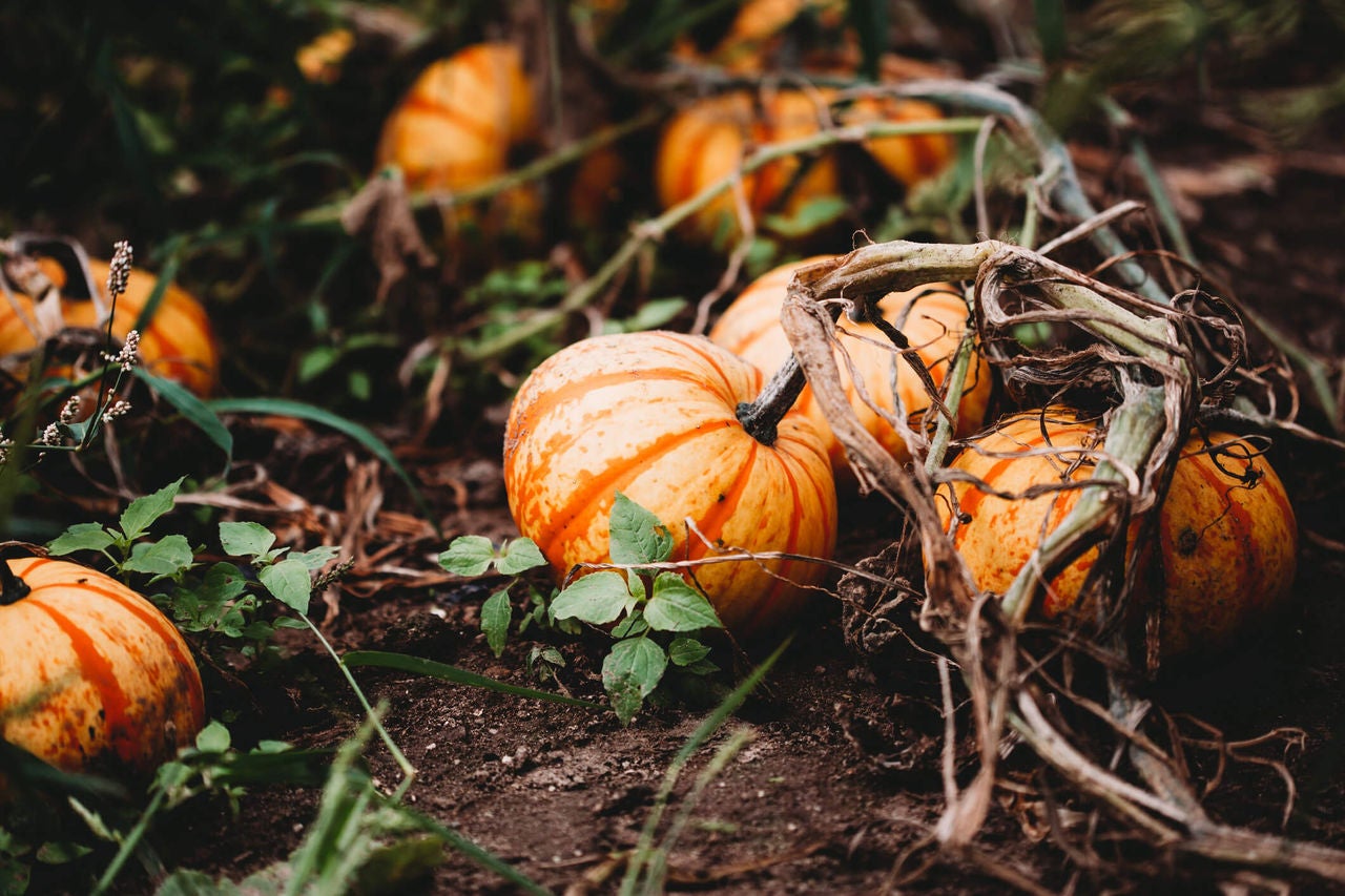 Small pumpkins on the vine in a pumpkin patch.