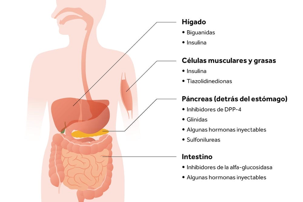 Diagrama del cuerpo humano que muestra cómo funcionan los diferentes medicamentos para la diabetes en el hígado, las células musculares y grasas, el páncreas y el intestino.