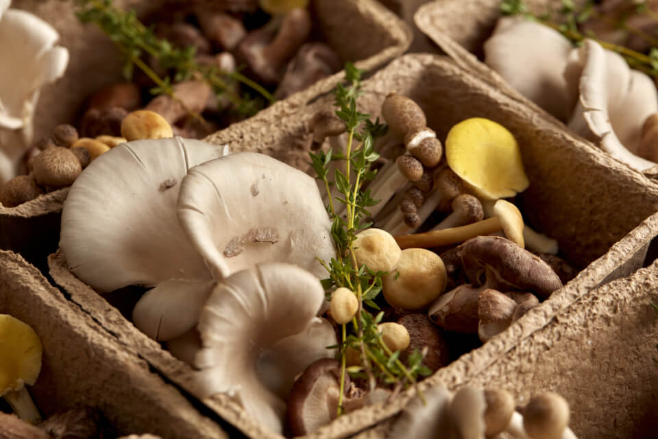 Variety of mushrooms in a brown paper bin surrounded by other bins.