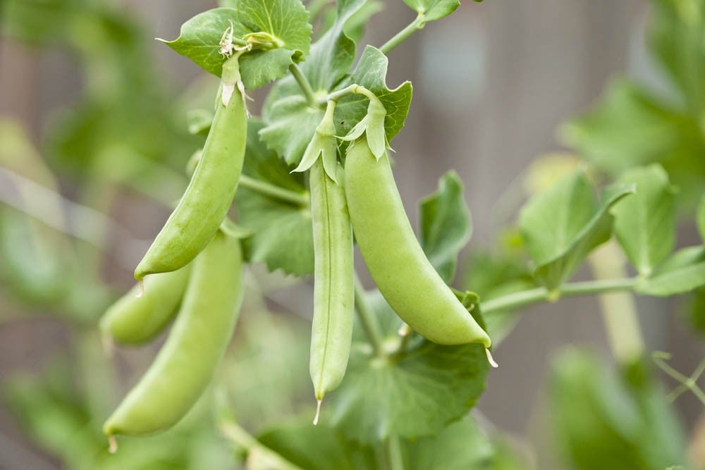 Close up of sugar snap peas on plant in a domestic vegetable garden.