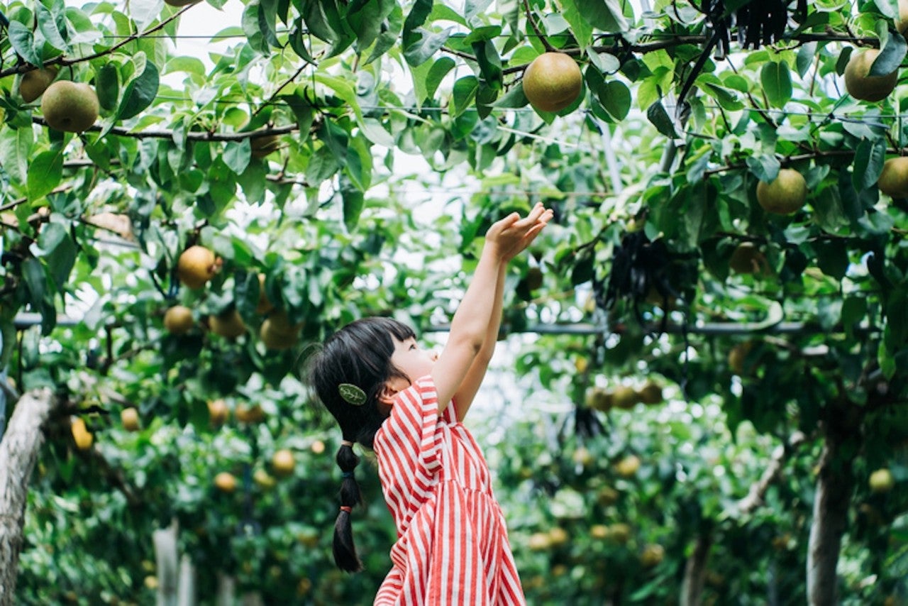 Child reaching up to pick fruit in an orchard