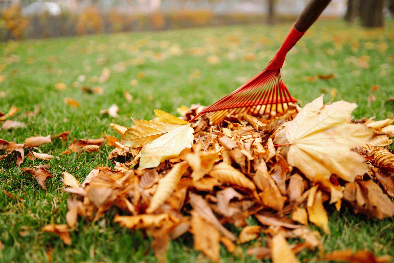 Rake on a green grass yard combing through a pile of fallen leaves.