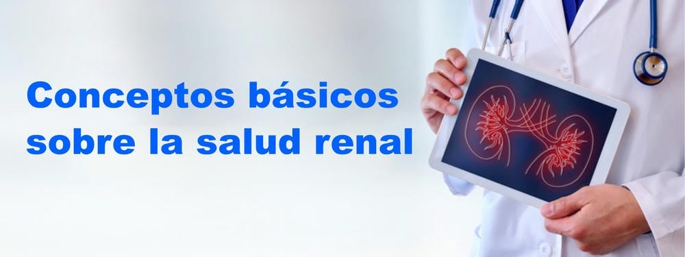 Médico con bata blanca sosteniendo una tableta que muestra una ilustración de riñones junto al texto "Conceptos básicos sobre la salud renal” sobre un fondo blanco.