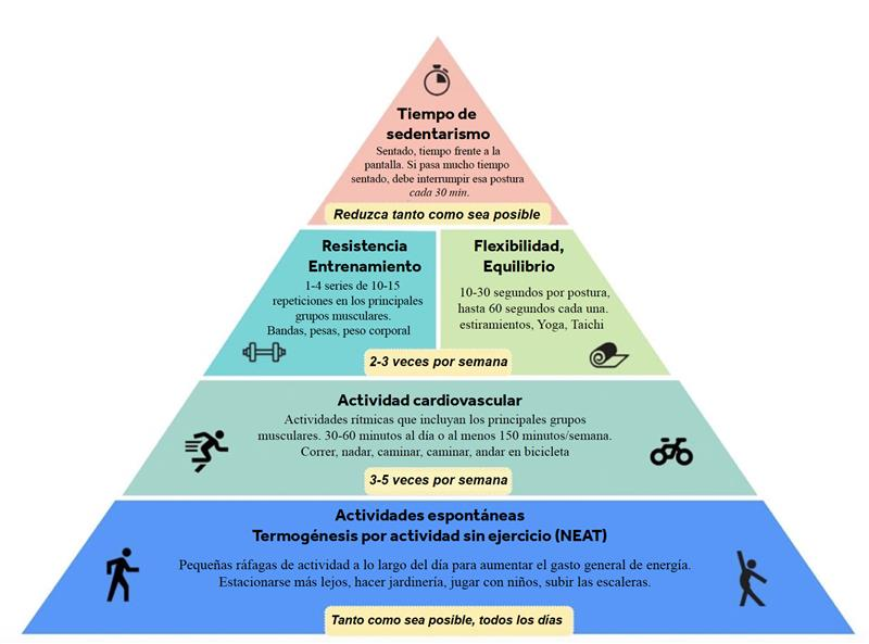 Pirámide de actividades de ejercicio que ilustra la importancia de reducir el tiempo sedentario e incorporar entrenamiento de resistencia, flexibilidad, ejercicios cardiovasculares y movimiento diario.