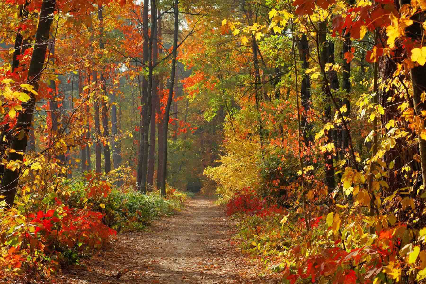 Forest path surrounded by trees with vibrant autumn leaves.