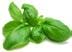 Basil