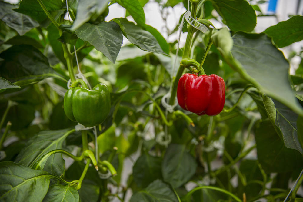 Bell peppers