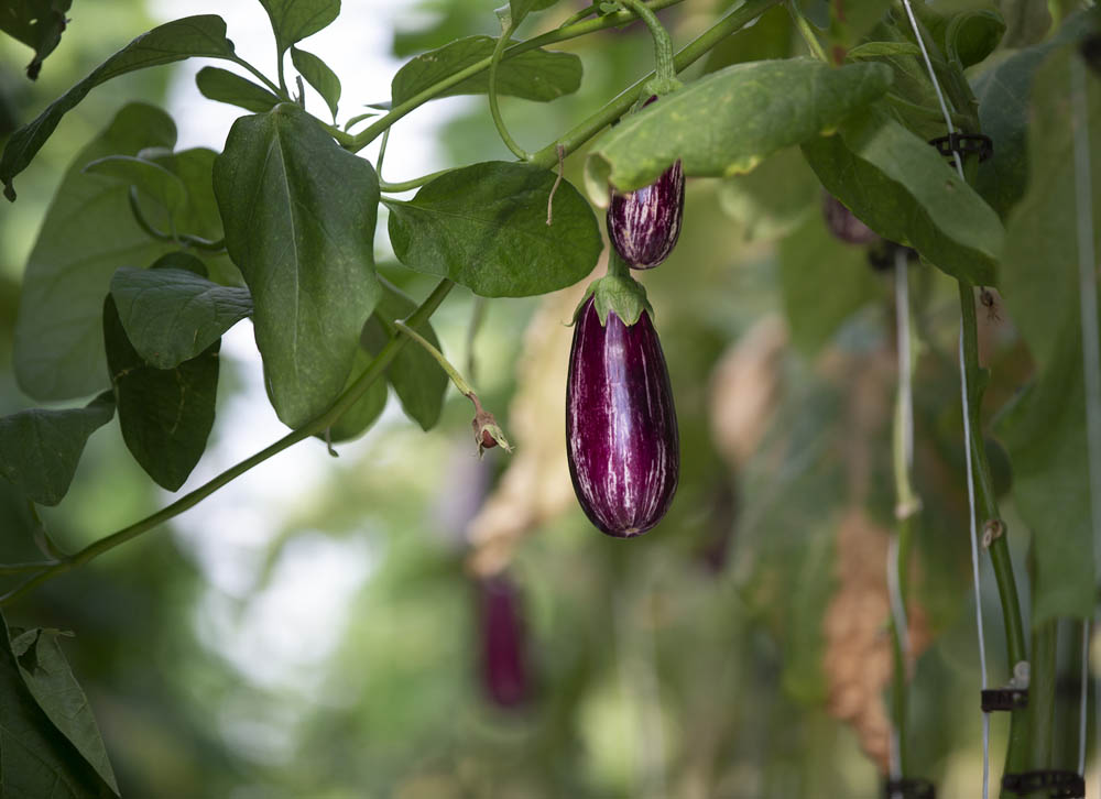  A fresh eggplant is hanging among green leaves, showcasing its glossy purple skin in a garden setting.