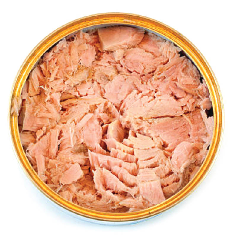 Salmon