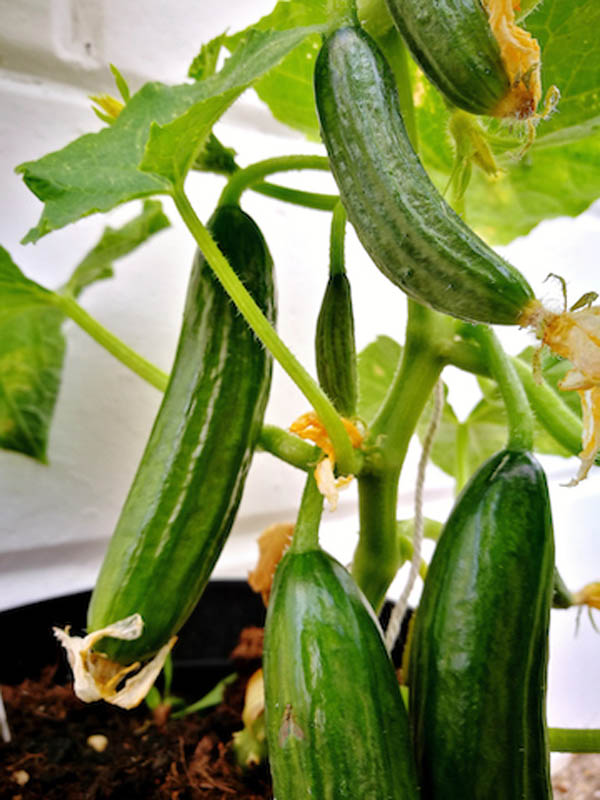 Cucumbers