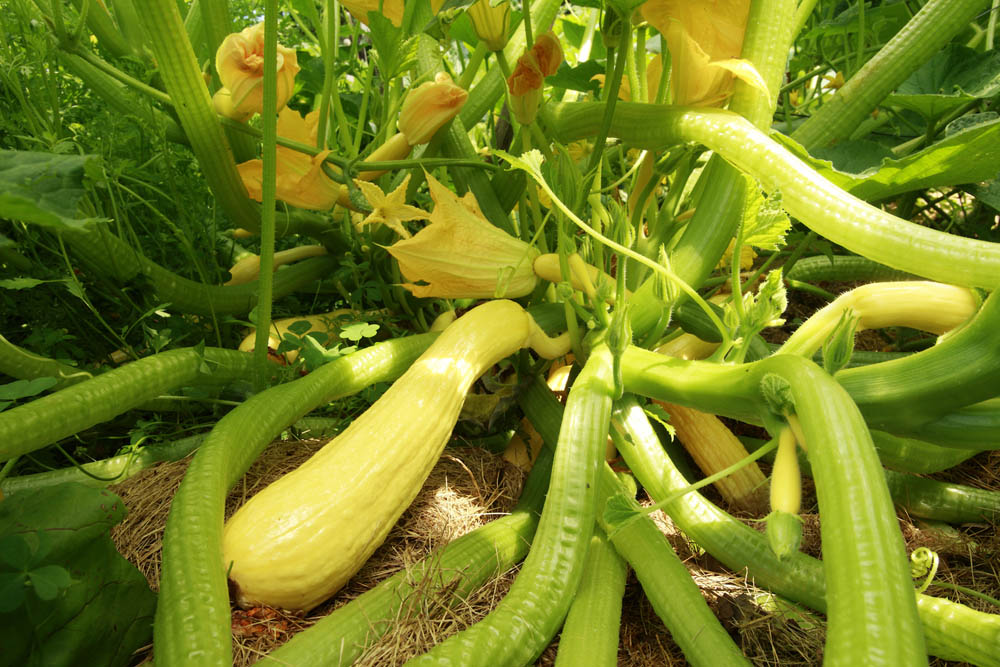 A cluster of yellow squash is growing among green leaves and flowers in a garden, with sunlight illuminating the scene.