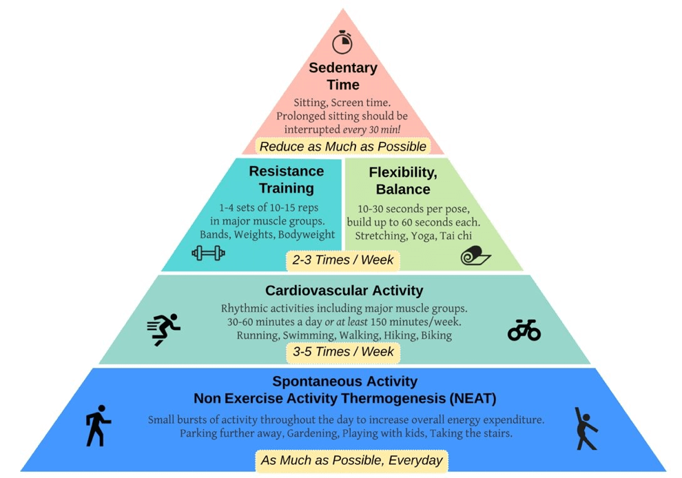 Exercise activity pyramid illustrating the importance of reducing sedentary time and incorporating resistance training, flexibility, cardiovascular, and daily movement