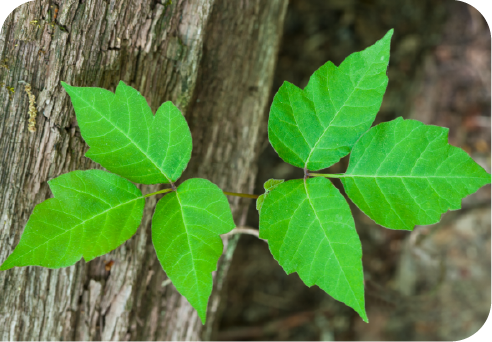 poison ivy plant