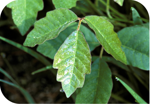 poison sumac plant