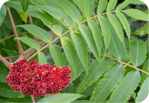 poison sumac plant