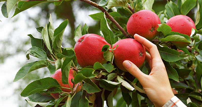 A hand picking apples from a tree