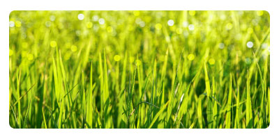 bermuda grass