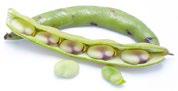 Image of lima beans