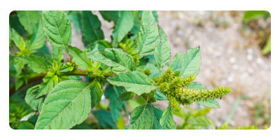 pigweed