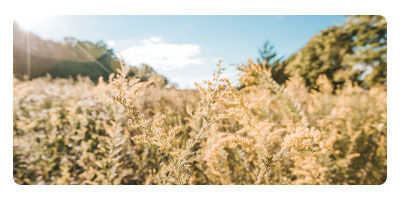 ragweed