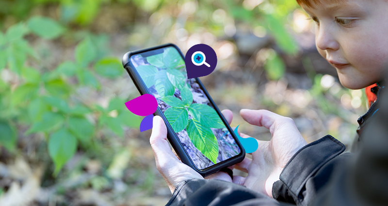 Child observing a plant identification app on a smartphone while exploring nature.