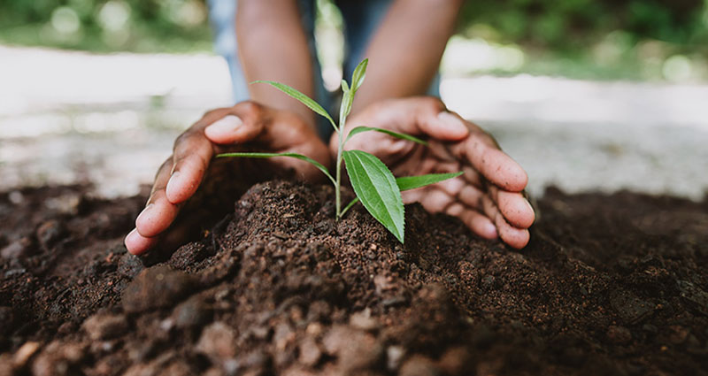A person is gently placing their hands around a small green plant emerging from dark soil, set against a natural background.