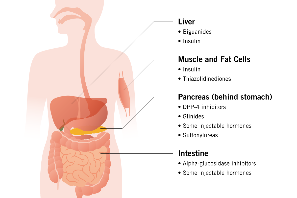 Diagram of the human body showing how different diabetes medications work in the liver, muscle and fat cells, pancreas, and intestine.
