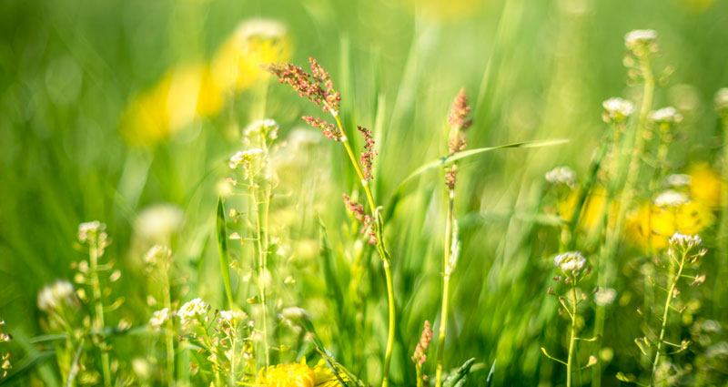 A close-up of lush green grass interspersed with small white and yellow flowers, capturing a vibrant and natural outdoor scene. 