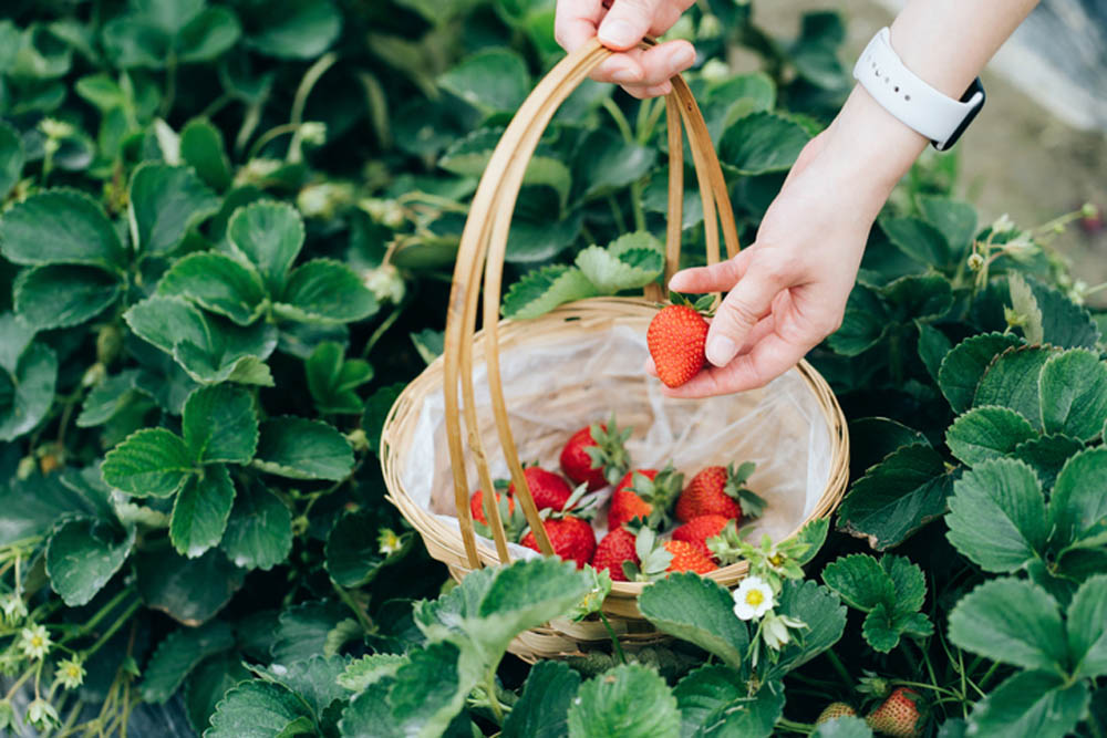 Close up of young woman picking fresh strawberries in organic strawberry farm. She is holding a basket with freshly picked strawberries. Experiencing gardening and harvesting. Woman in nature, sustainable lifestyle