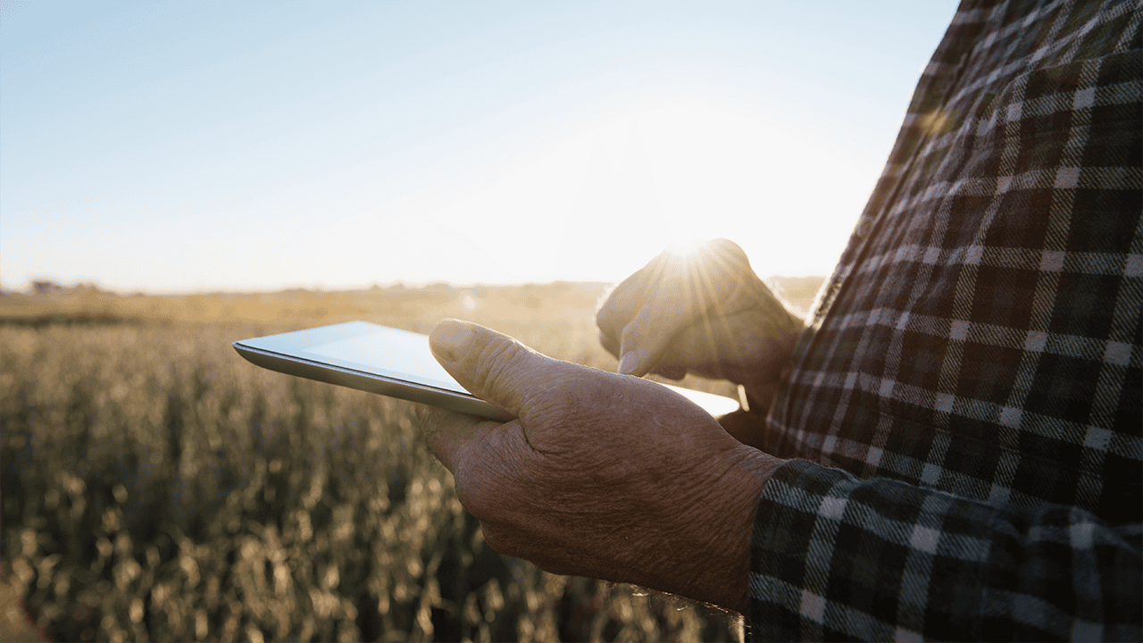 Close-up of a person wearing a plaid shirt using a tablet outdoors in a field, with sunlight flaring in the background.